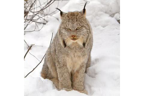 Photo of Lynx canadensis