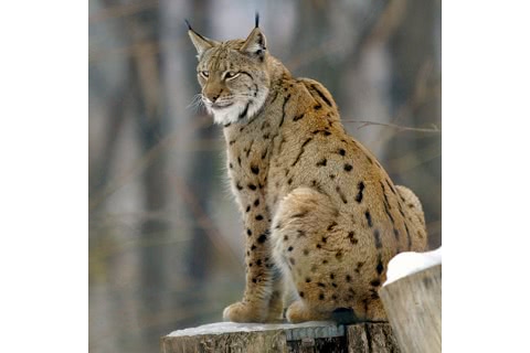Photo of Lynx lynx