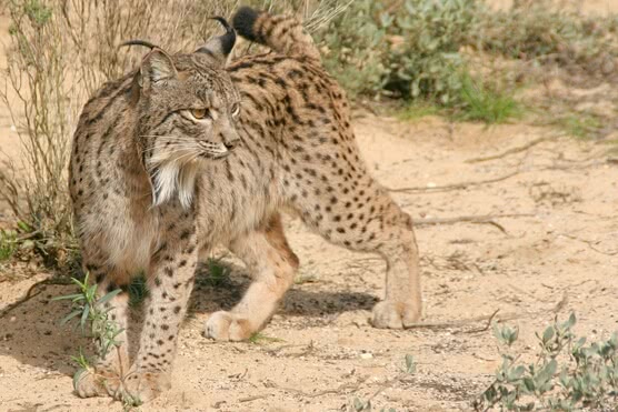 Photo of Lynx pardinus