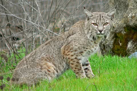 Photo of Lynx rufus