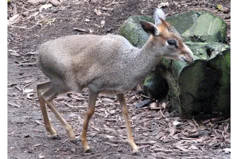 Photo of Madoqua guentheri