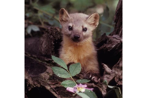 Photo of Martes americana