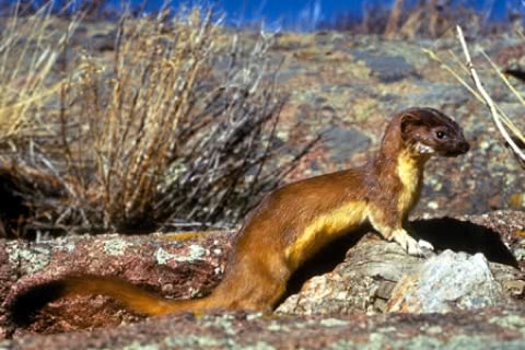 Photo of Mustela frenata