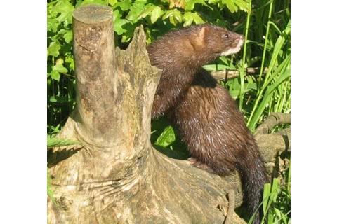 Photo of Mustela lutreola