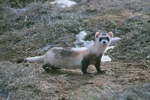 Photo of Mustela nigripes