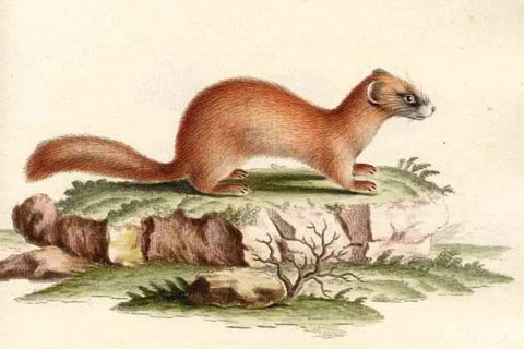 Photo of Mustela sibirica