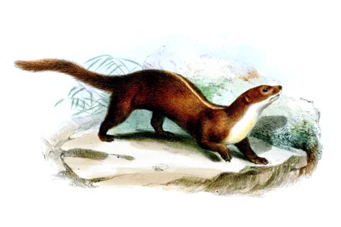Photo of Mustela strigidorsa