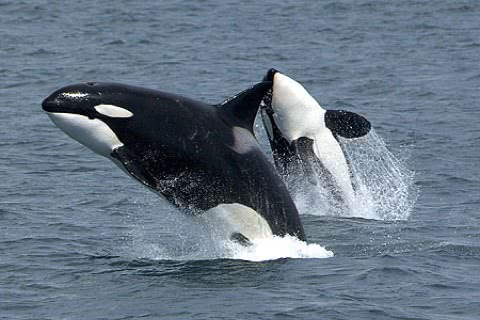 Photo of Orcinus orca
