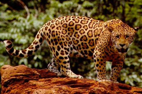 Photo of Panthera onca