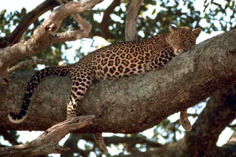 Photo of Panthera pardus