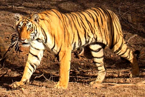 Photo of Panthera tigris