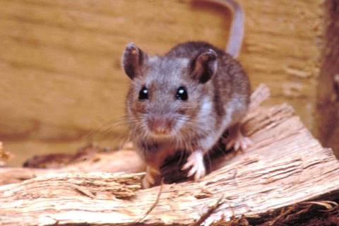 Photo of Peromyscus maniculatus