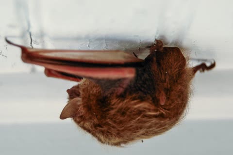 Photo of Pipistrellus subflavus