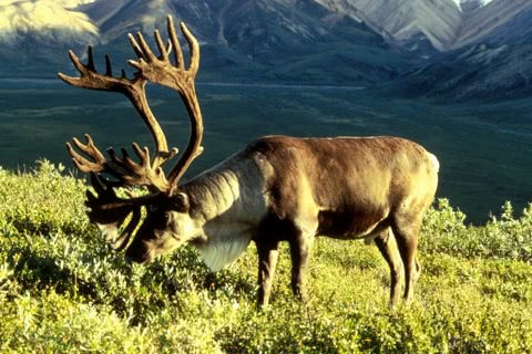 Photo of Rangifer tarandus