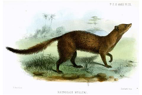 Photo of Rhynchogale melleri