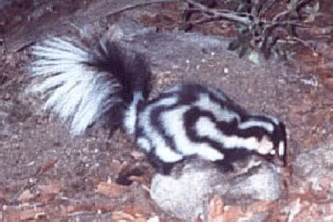 Photo of Spilogale gracilis