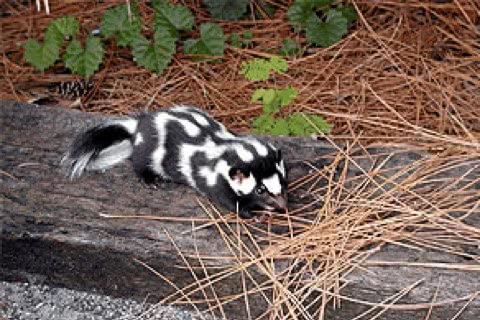 Photo of Spilogale putorius