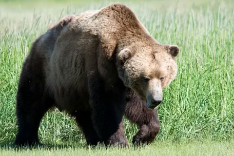 Photo of Ursus arctos