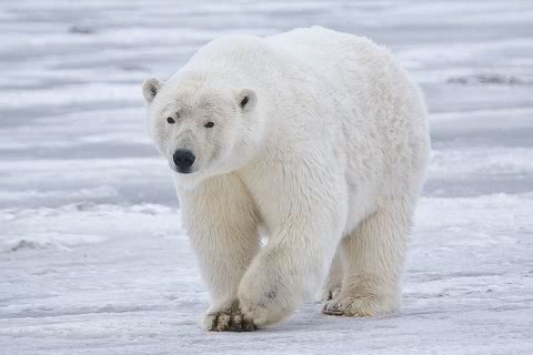 Photo of Ursus maritimus