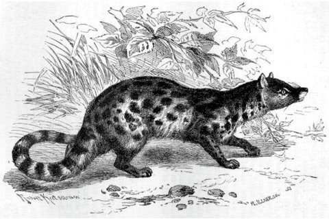 Photo of Viverra megaspila