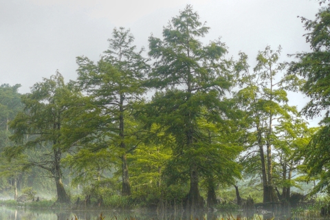 Photo of Taxodium distichum