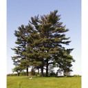 External Image