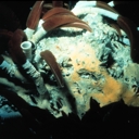 External Image