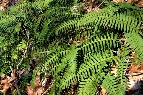 Photo of Polypodium virginianum
