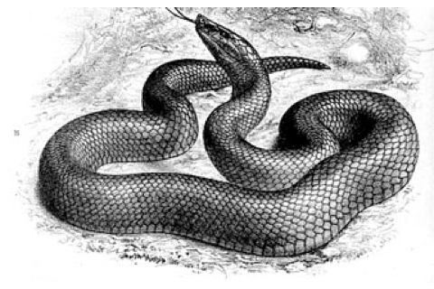Photo of Bothrolycus ater