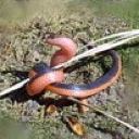 External Image