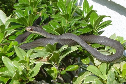 Photo of Coluber constrictor