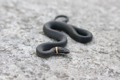 Photo of Diadophis punctatus