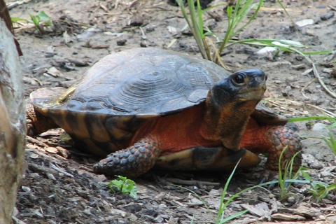 Photo of Glyptemys insculpta