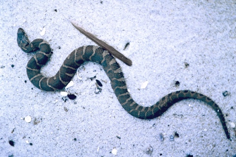 Photo of Nerodia sipedon