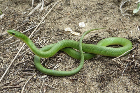 Photo of Opheodrys vernalis