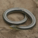 External Image