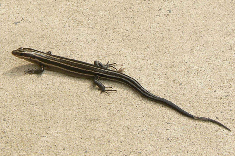 Photo of Plestiodon fasciatus