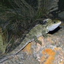 External Image