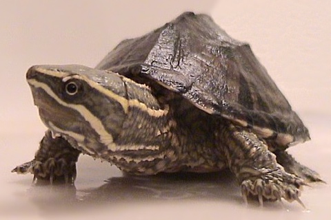 Photo of Sternotherus odoratus